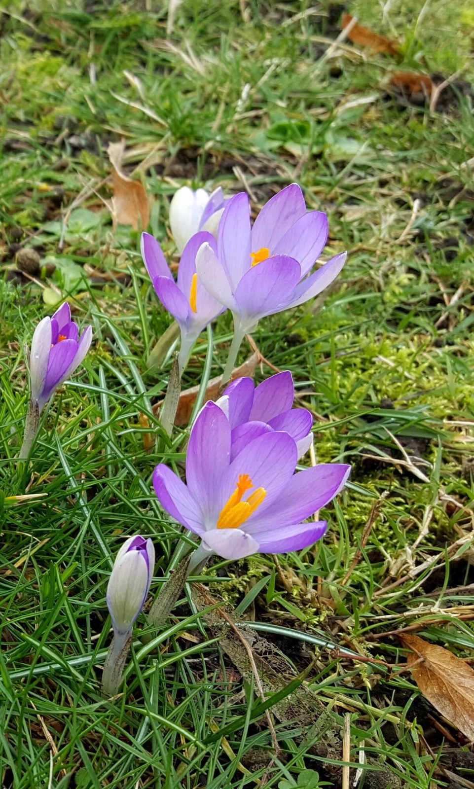 植物百科(二十九)藏红花
