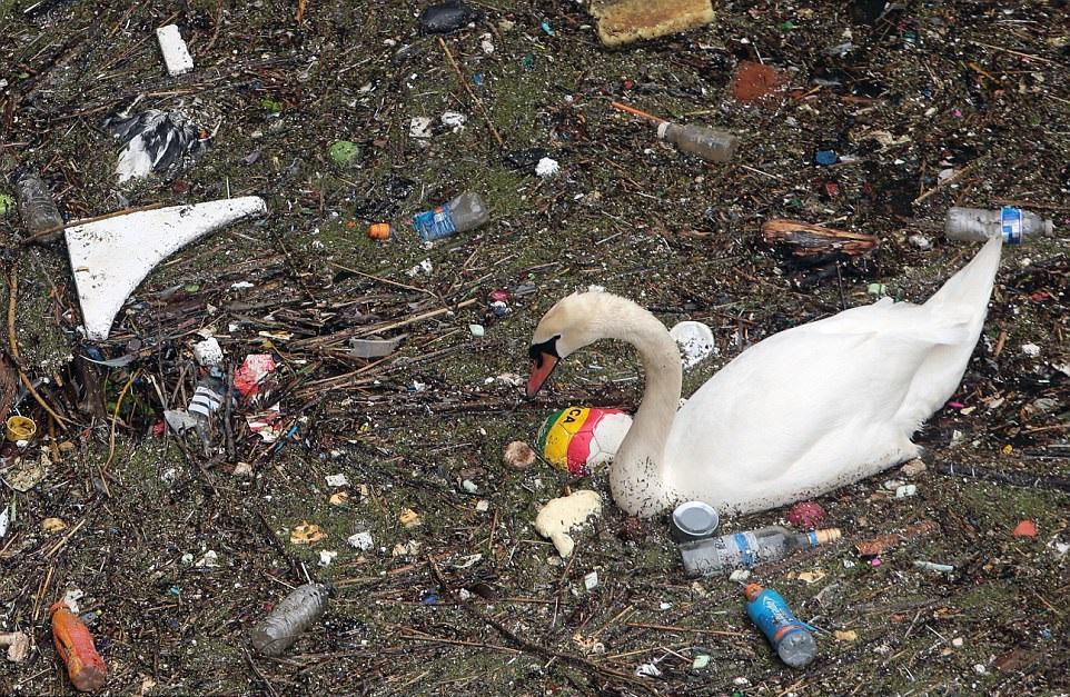 从没见过天鹅会在这样可怕的环境中生存,英国伦敦污染严重!