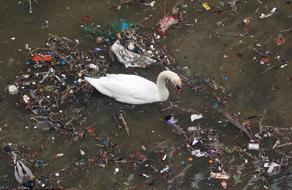 从没见过天鹅会在这样可怕的环境中生存,英国伦敦污染严重!