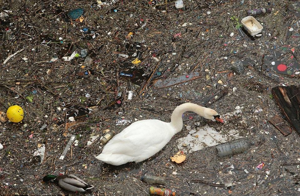 从没见过天鹅会在这样可怕的环境中生存,英国伦敦污染严重!