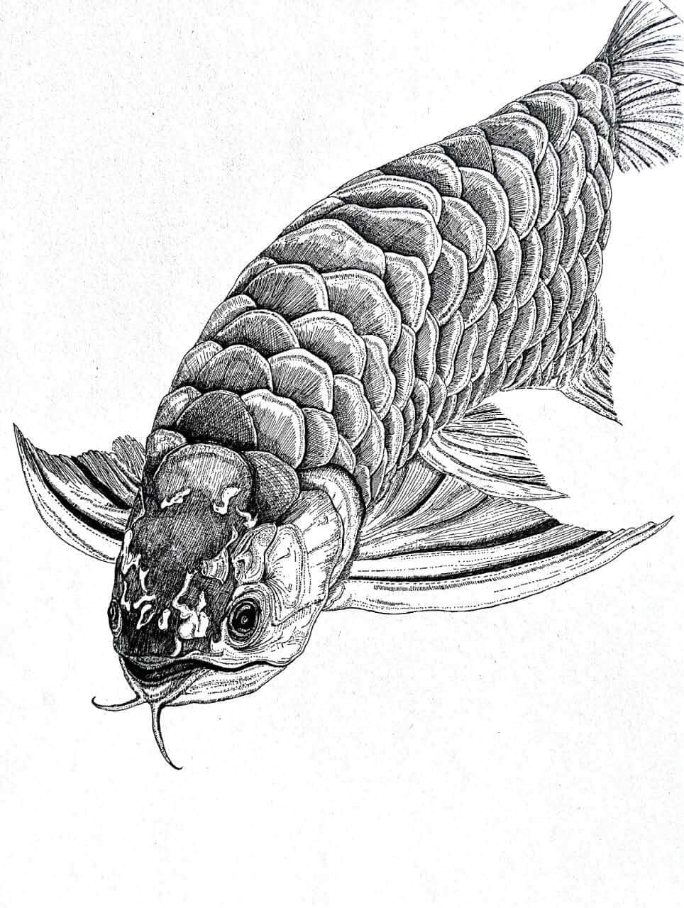 百绘成触绘画群主题团练第24期鱼