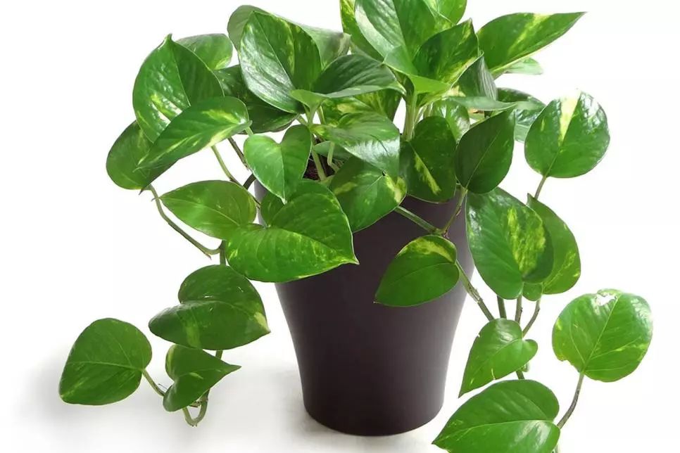 适合养在办公室和家里特别耐阴的13种植物,没阳光或半阴都能养