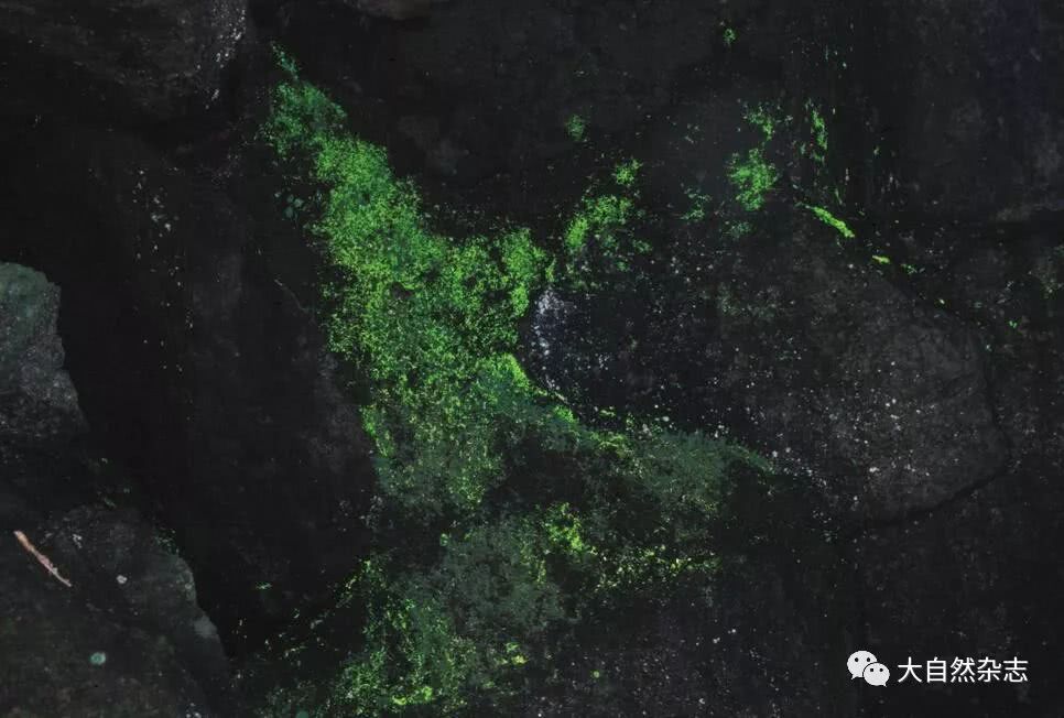 左勤‖在幽暗中凝聚光明——会"发光"的苔藓