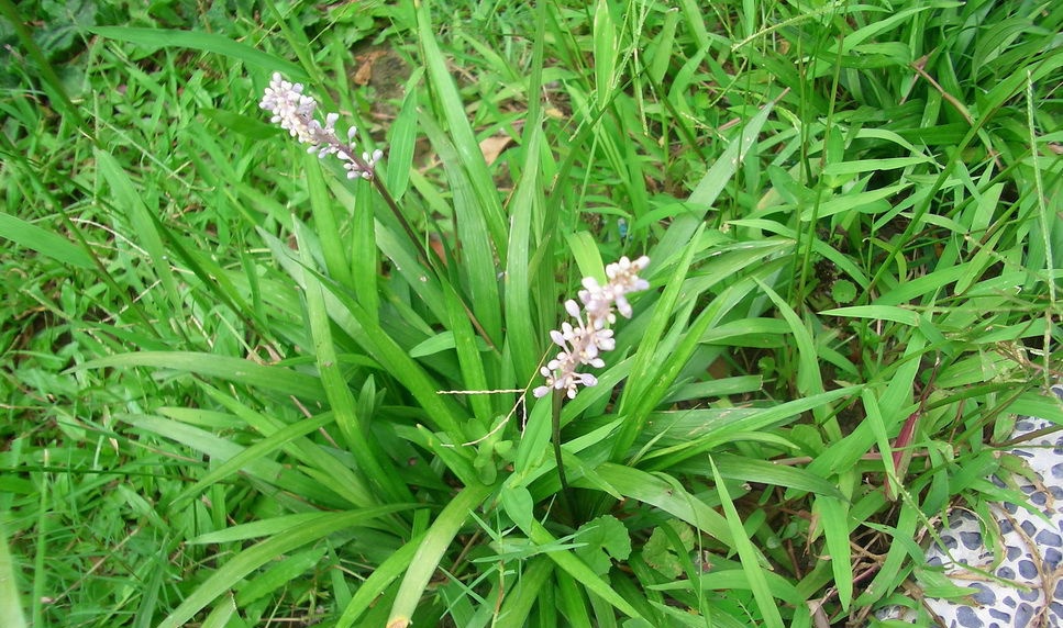 农村这种看似普通的野草,却成了农民的"发财草",一亩收入万元