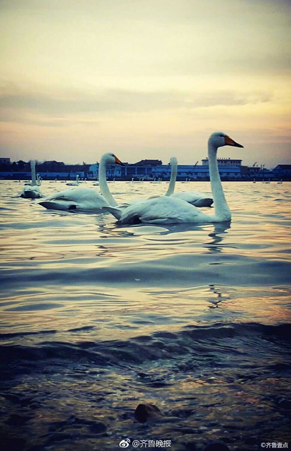 在荣成烟墩角,邂逅一片最美"天鹅海"