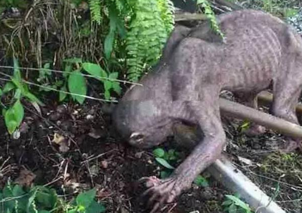 水库抓到的"水鬼",全身无毛,它究竟是什么生物?