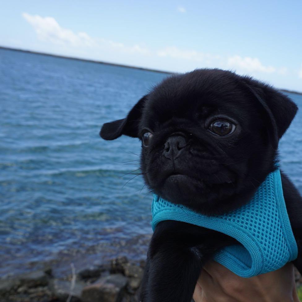 愁云满面的外表下藏着一颗欢乐的心,原产自中国的巴哥犬!