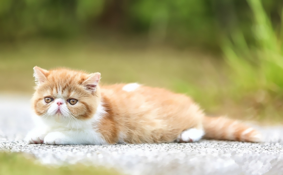 丑萌的加菲猫