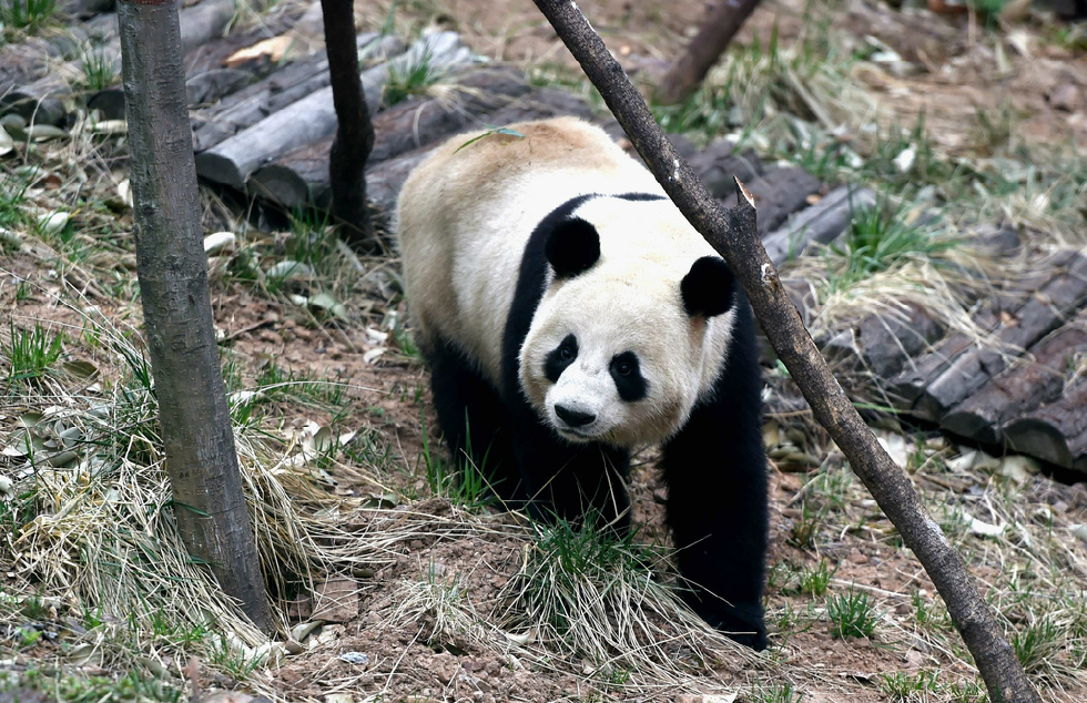 河南洛阳龙潭大峡谷景区新入住熊猫打滚,发,练功夫萌态十足