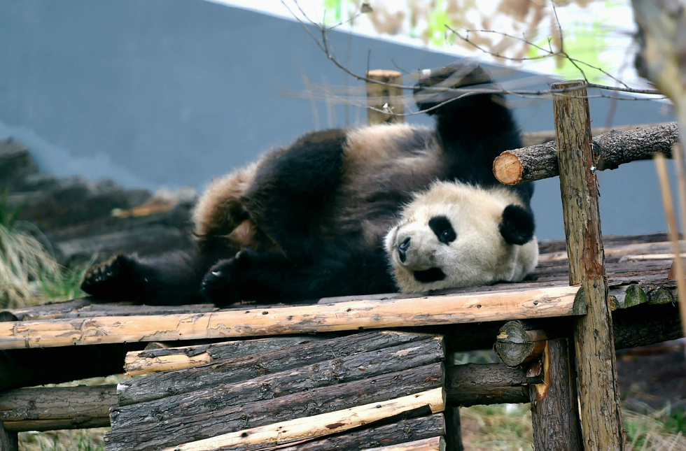 河南洛阳龙潭大峡谷景区新入住熊猫打滚,发,练功夫萌态十足