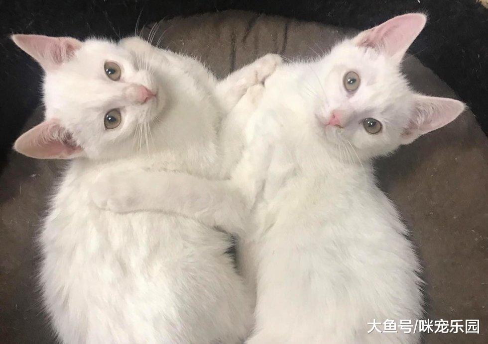 曾经的难兄难弟,就只剩下了三只白猫了,分别叫snowball,snowy和snow