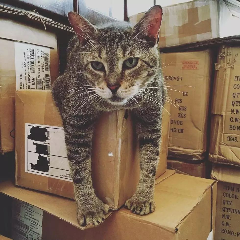 厄玛飓风过后的海明威故居和六趾猫们安然无恙!