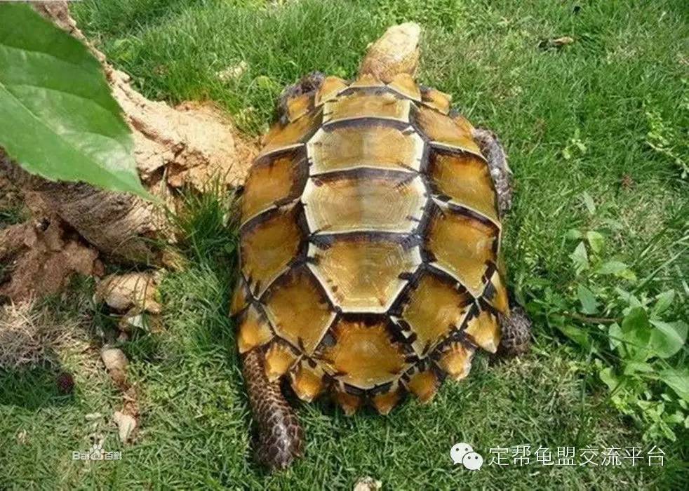 每天认识一种龟:凹甲陆龟