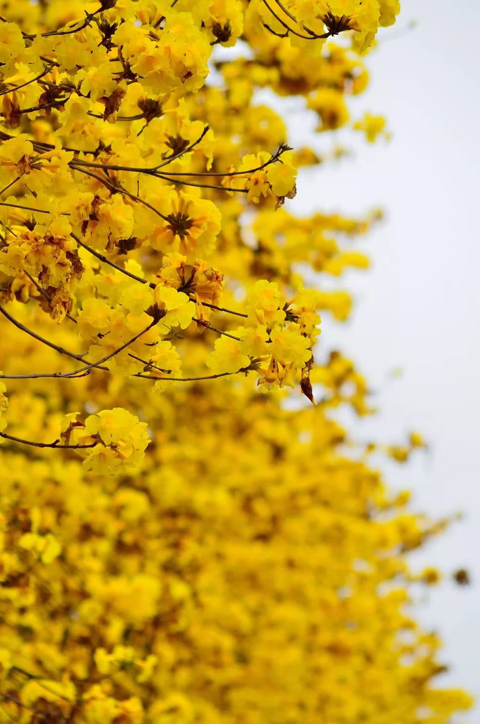 一树黄花醉人眼佛山5个黄金风铃木胜地周末走起