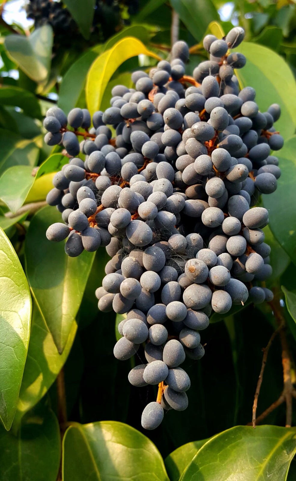 植物百科(十六)女贞子