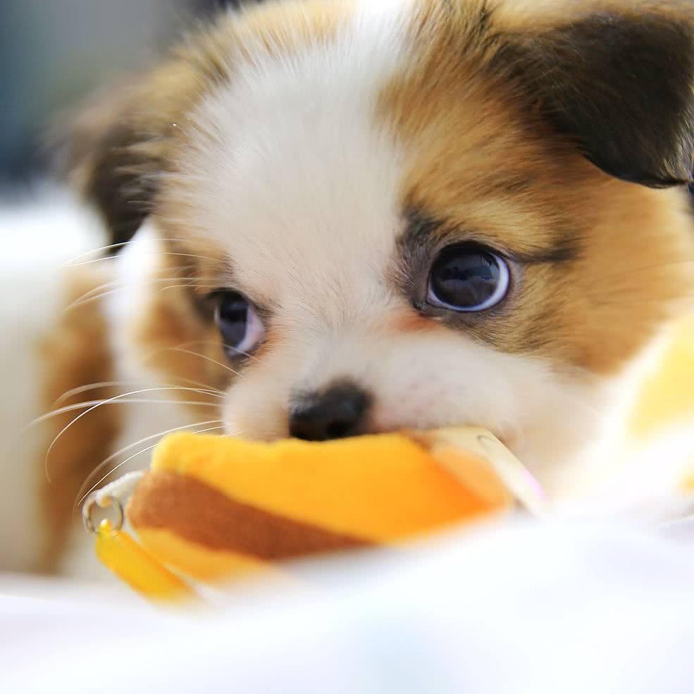 学会这简单几招给你一个安静的狗狗