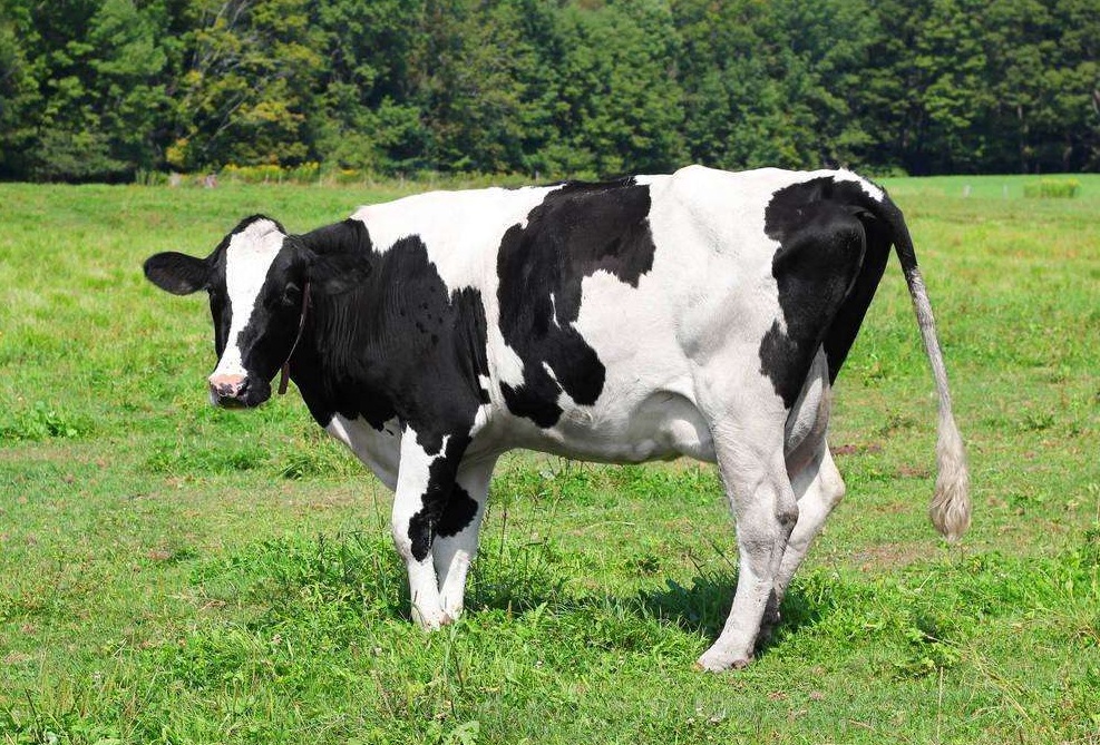 盘点全世界最贵的十大动物,一个常见昆虫在日本值61万元!