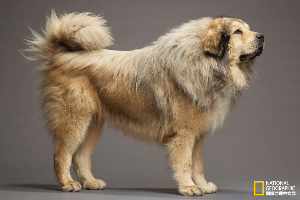 你知道么中国的特有犬类哈巴狗曾备受中国皇室喜爱