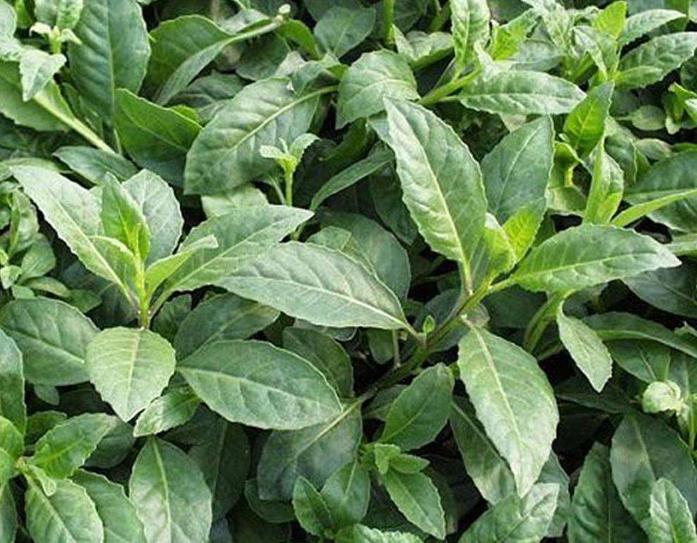 农村一种稀有野菜以前只有穷人才吃如今150元一斤成稀罕货