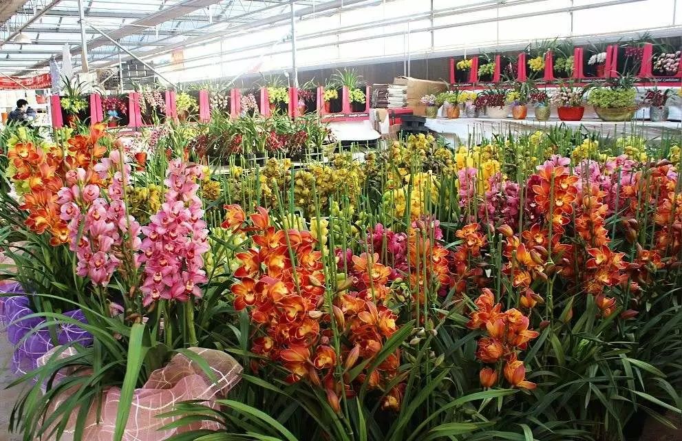 深圳春节各区迎春花市新鲜出炉逛庙会看灯展通通免费