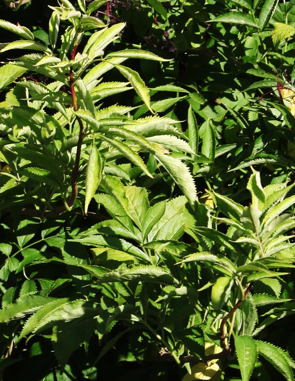 接骨树藏深山千年,当地人视为珍宝