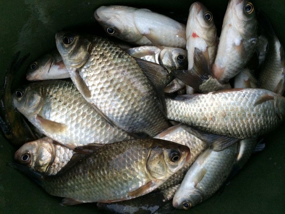 从南到北的钓鱼人,最喜欢的,钓获最多的就是此鱼了