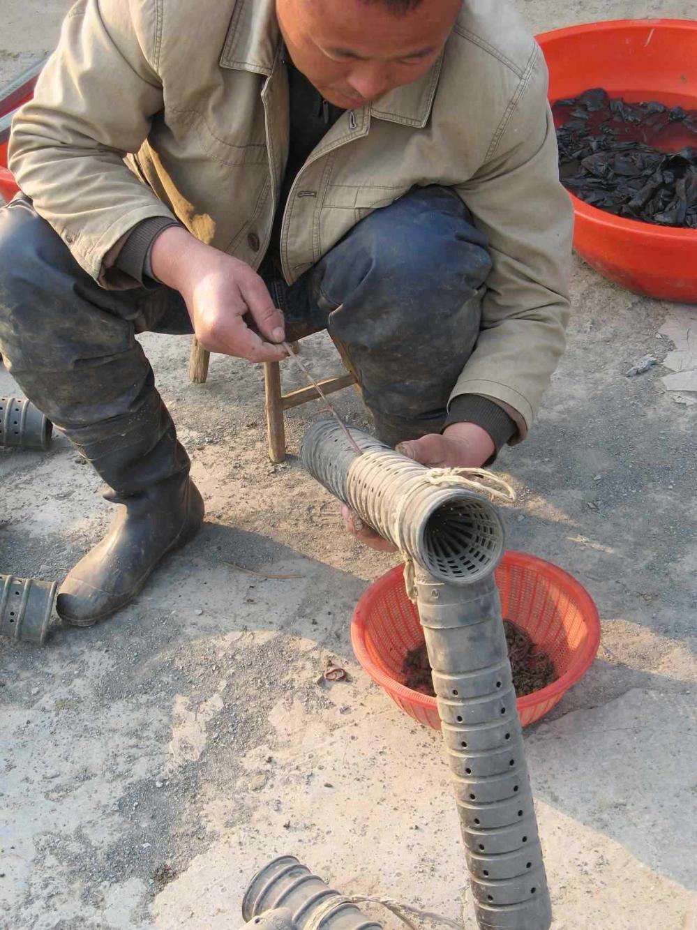 农村大哥用7字鳝笼在岸边捕黄鳝傍晚下笼早上收满满一桶