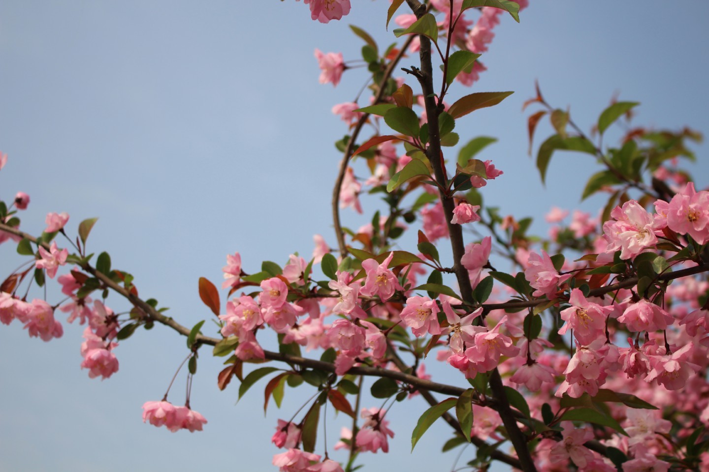 吹红了桃花吹绿了柳树你在路上安慰谁