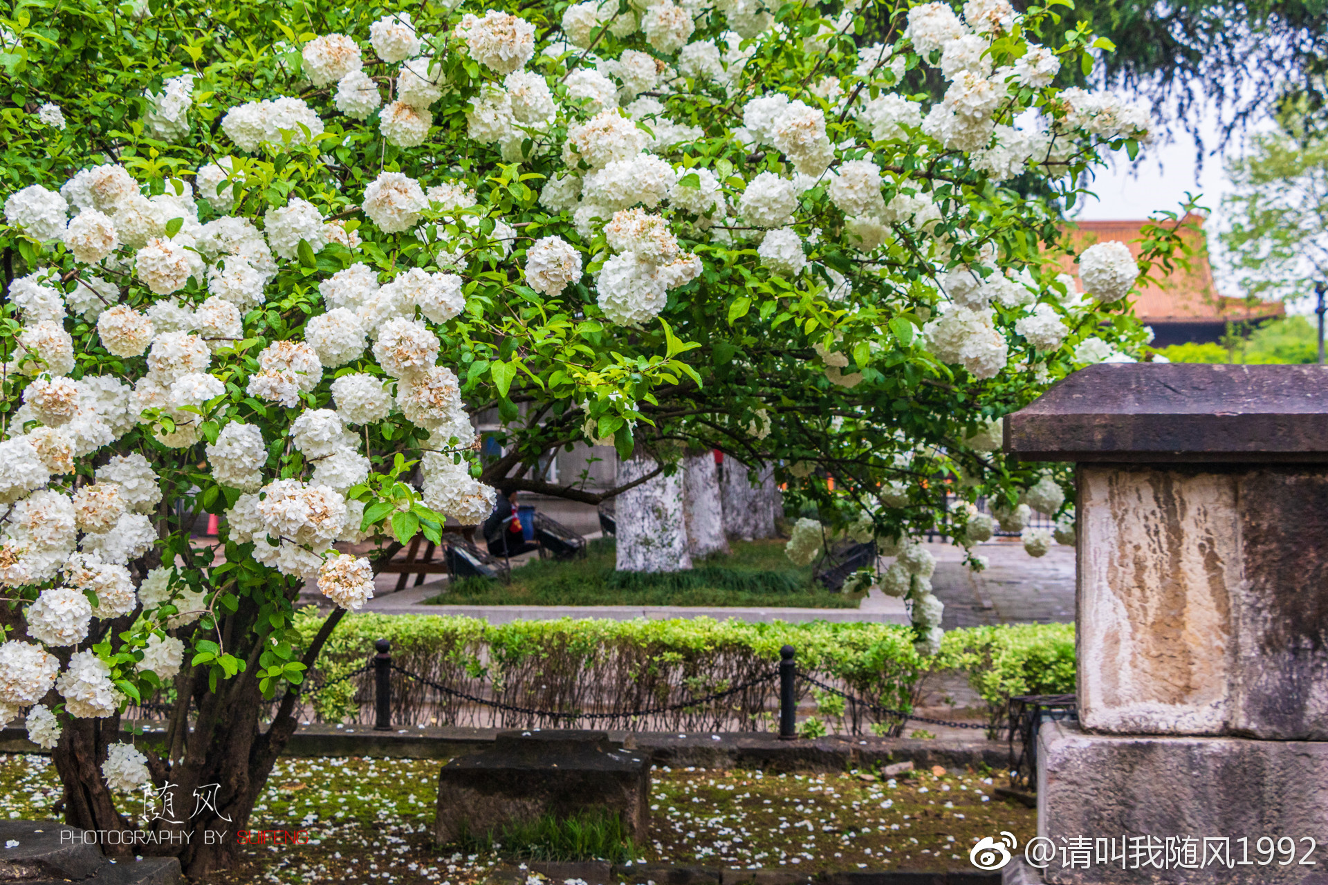 午朝门公园,绣球花开