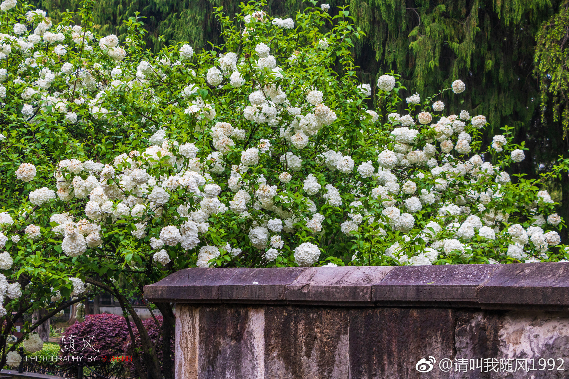 午朝门公园,绣球花开