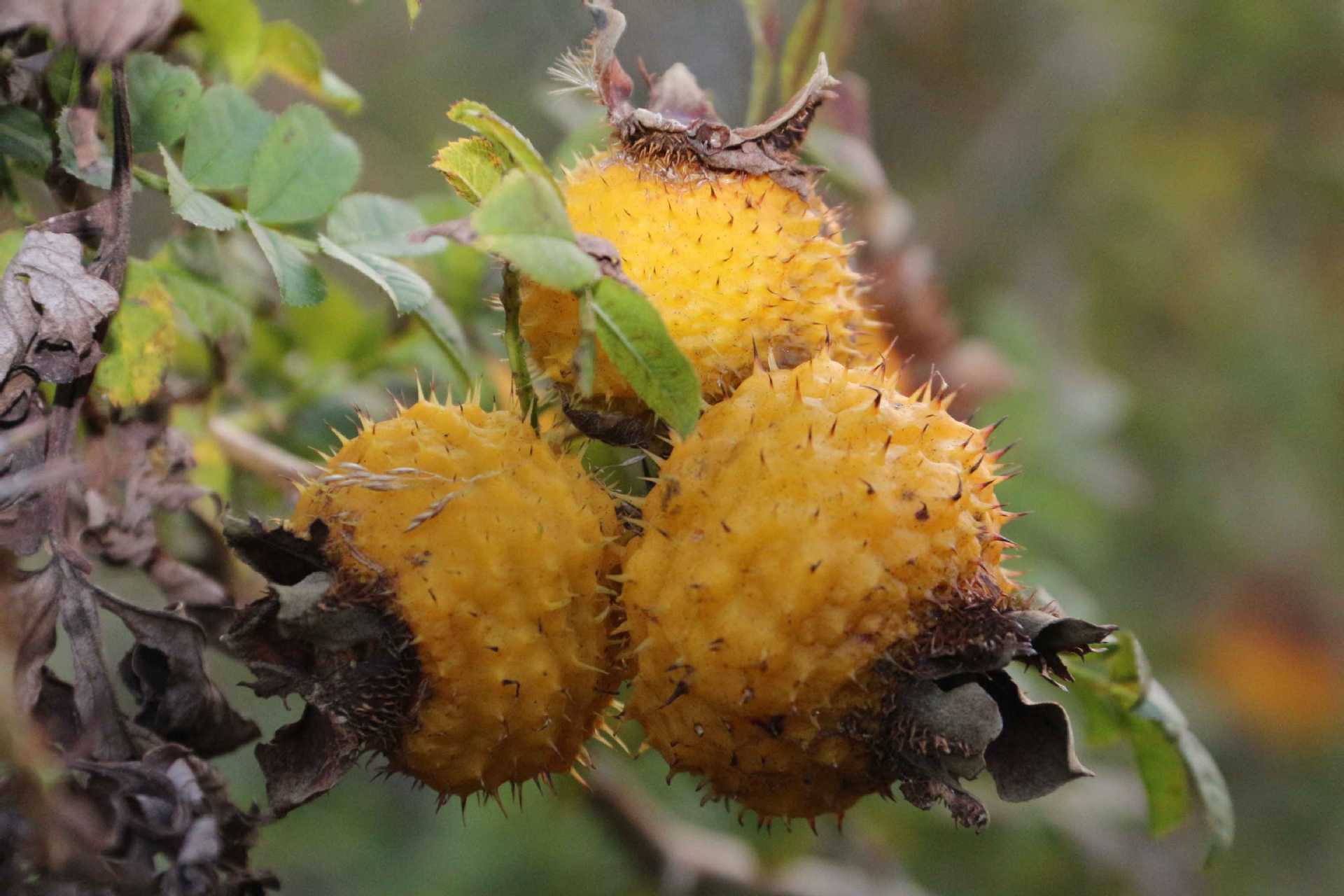 刺梨在果品中含维生素c最多,有解渴,消暑,健胃,滋补强壮之功__财经