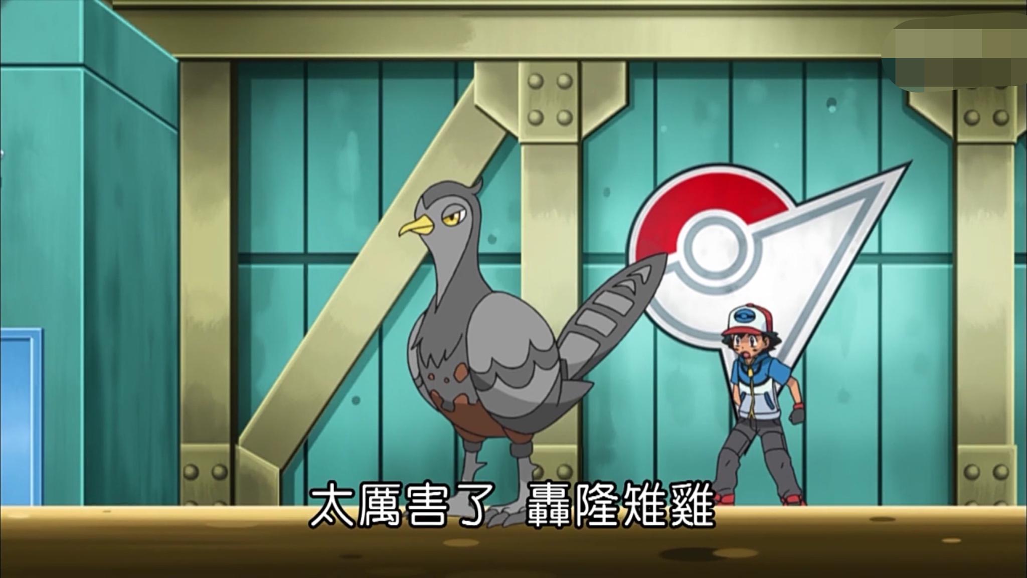 轰隆雉鸡(高傲雉鸡)则是小智的第八只飞行系神奇宝贝,这个在之前的