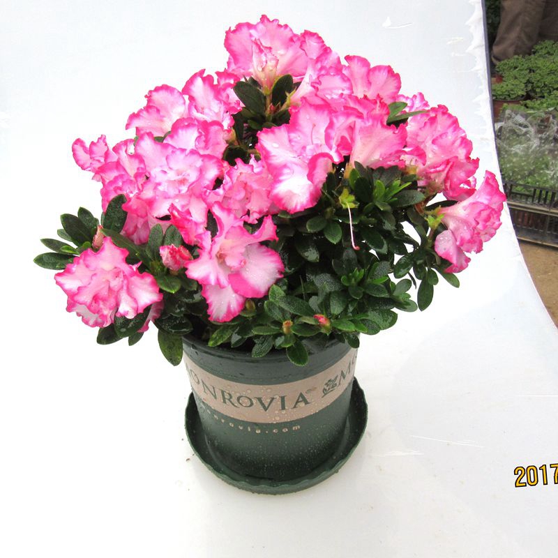 新发现一种盆栽,比香水还香,一款盆栽轻松搞定蚊蝇|盆栽|驱蚊|花卉