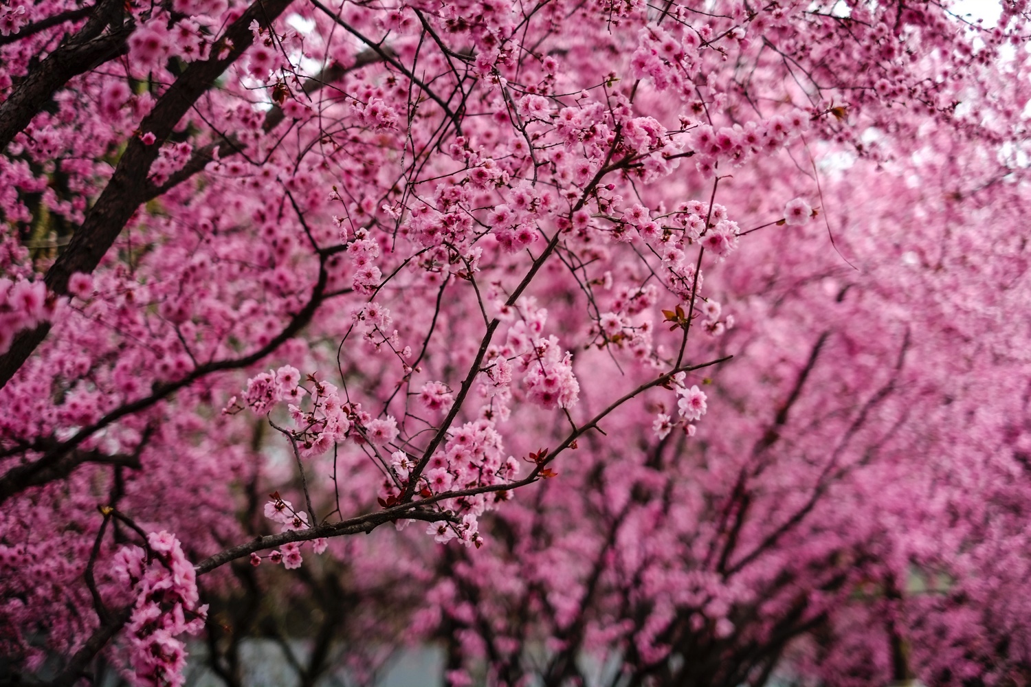 西安兴庆宫公园梅花林盛放美得不像话