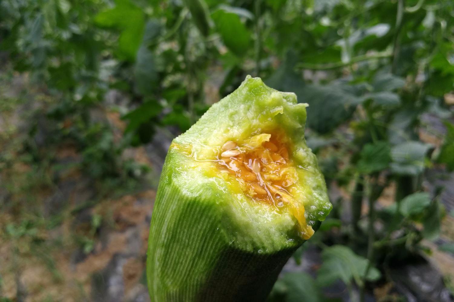 《本草纲目》称甜瓜味甘于诸瓜,故得甘甜之名,消暑,解渴,利尿