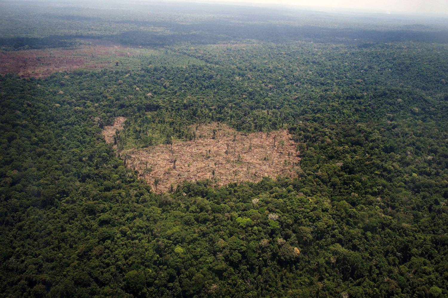 亚马逊热带雨林照片图片