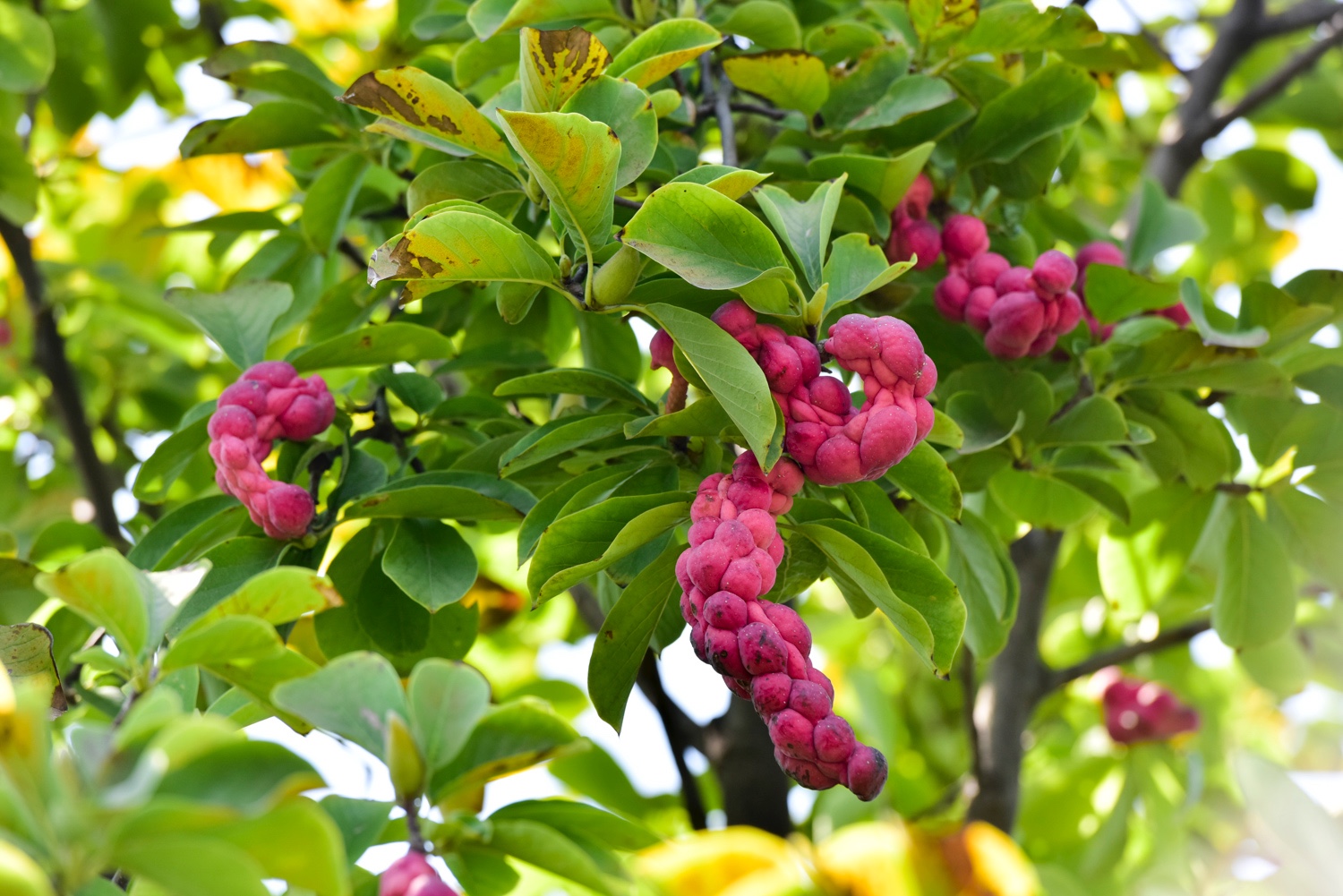 西安公园树上结果形如麻花辫 有人上树采摘|果实|麻花辫|玉兰花_新浪