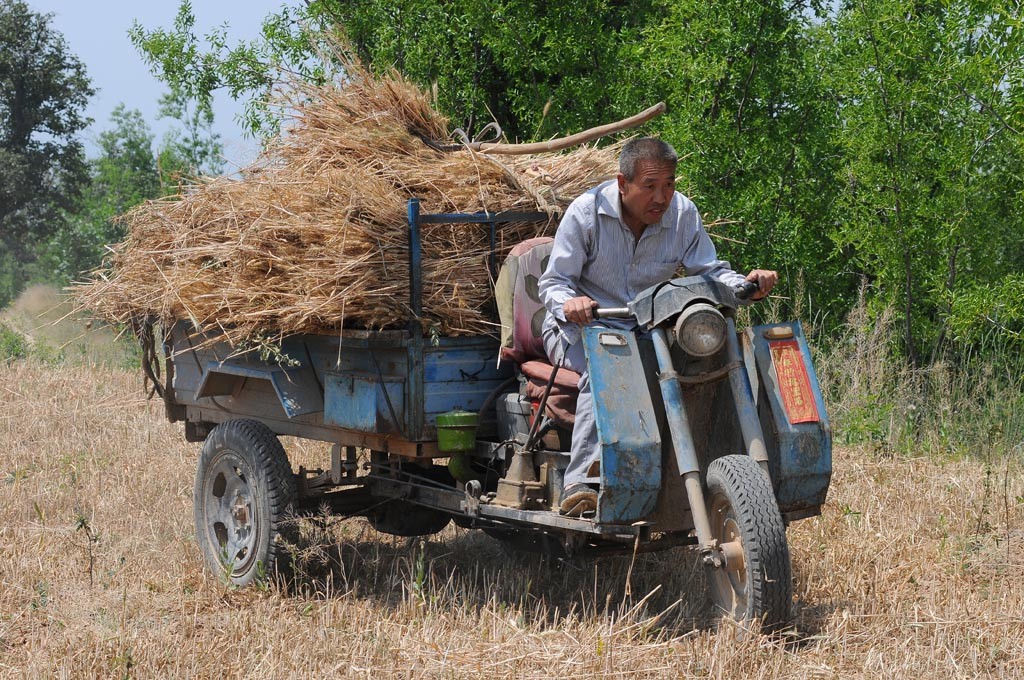56岁农村大哥手工割麦子,供出两个大学生,现在操心给儿子买房子