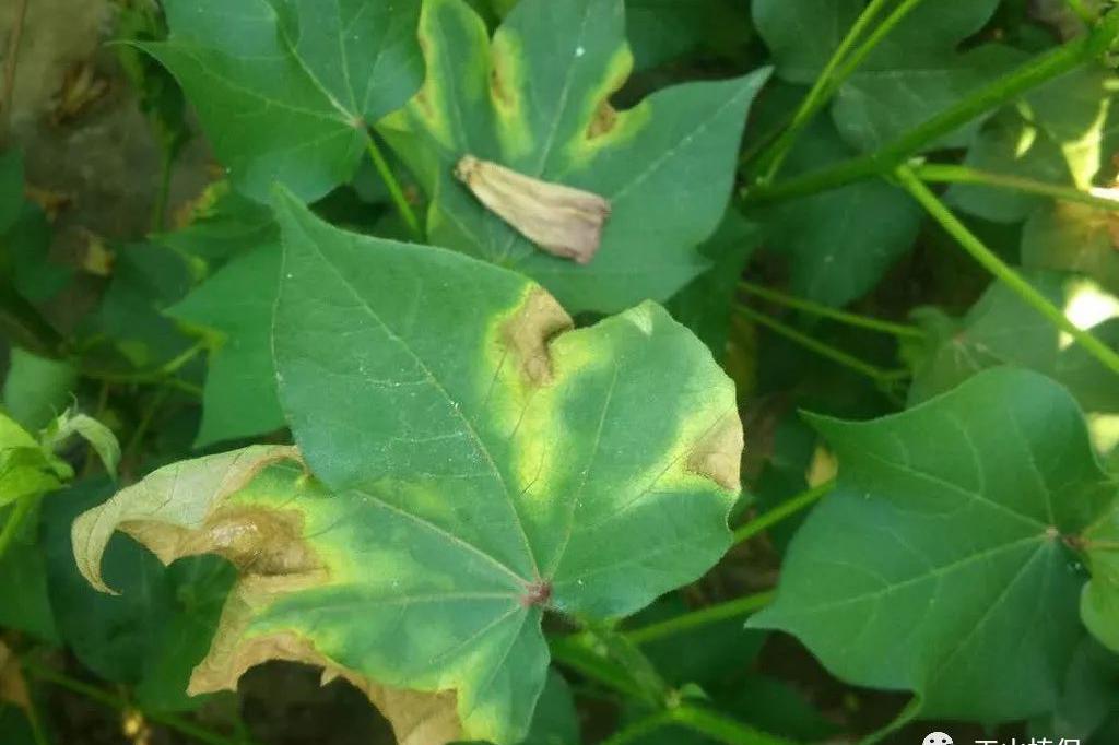 受前期天气的影响,棉花黄萎病一直受到抑制,田间发病植株少,近期棉田