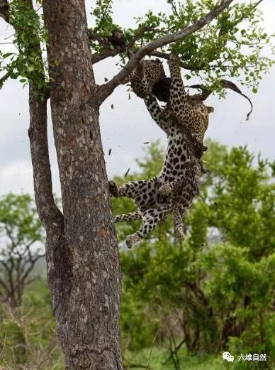 花豹爬树吃存粮,看清那存粮令人感到猫科的无情