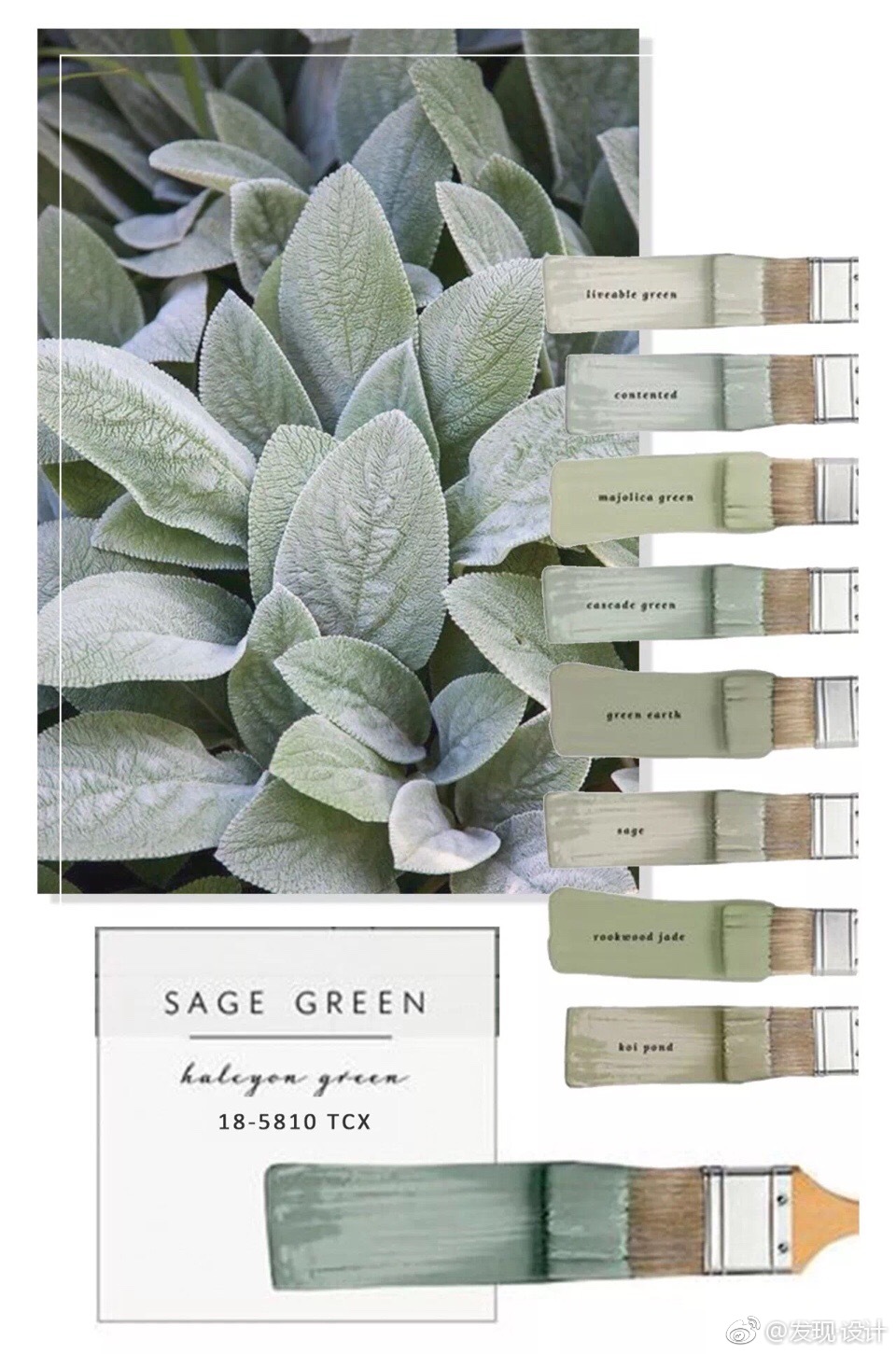 鼠尾草绿 Sage Green