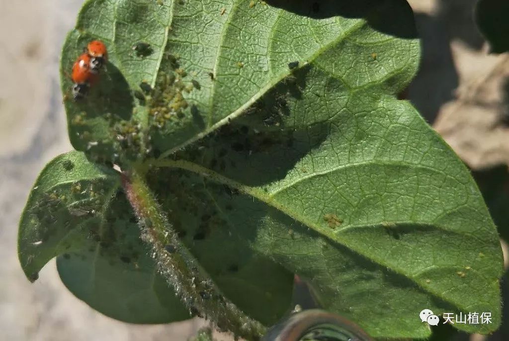 兵团第七师130团第五期病虫情报|棉蚜|棉盲蝽|棉田_新浪新闻