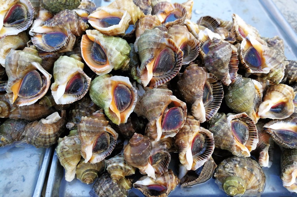 刚上市活八带35块钱一斤市民嫌贵最便宜红头鱼2块5一斤堪比蔬菜