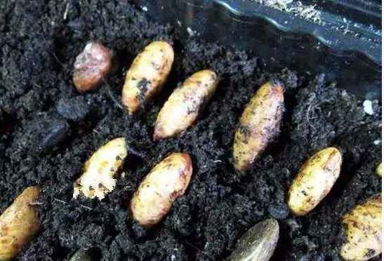 吃山竹剩的核别扔养在花盆里长成漂亮盆载比栀子花更好看