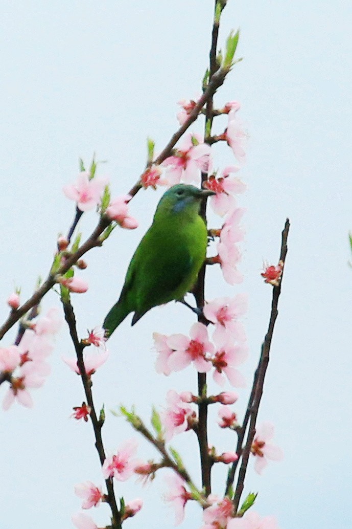 春来满城霓裳枝,俊鸟吹笛报晖音