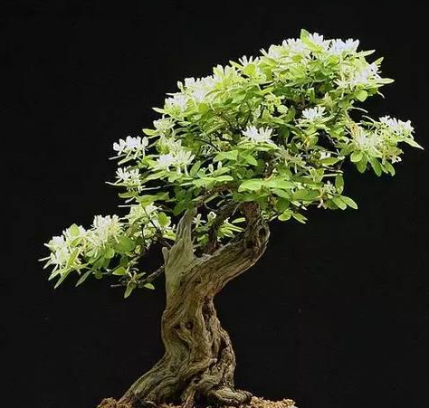 如何制作金银花树桩盆景金银花盆景制作的方法