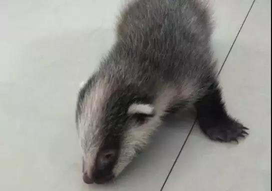 幸亏有他们乌审旗3只野生猪獾幼崽获救