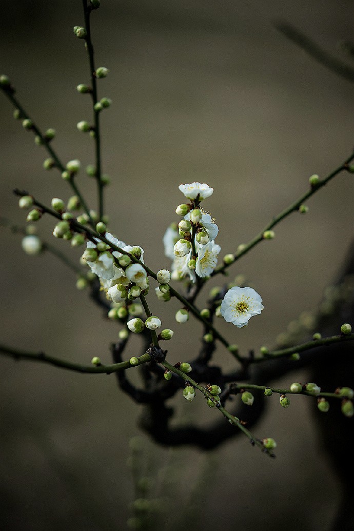 春借梅花香入梦 ,夏随柳絮羽升空.