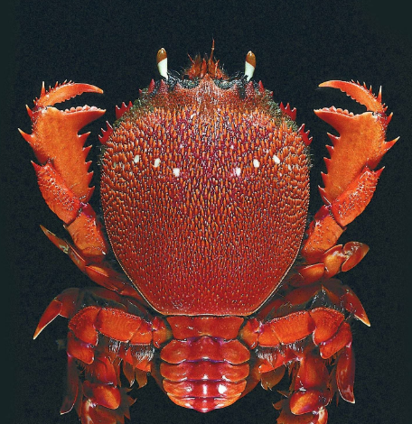 长相怪异,像蟹又像虾,看上去让人有点害怕,殊不知却是一道美味