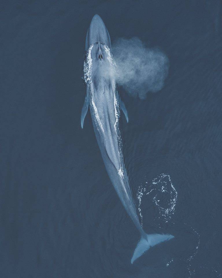 优雅又神秘的鲸鱼看起来还有一点点寂寞呀